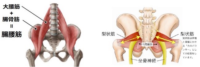 腸腰筋説明